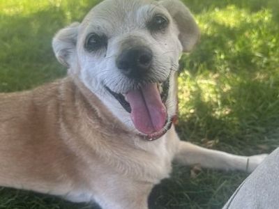 Hello my name is Nuggie
