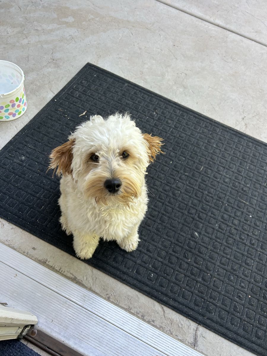 Adorable Mini Goldendoodle Puppy - Ready for a Loving Home!