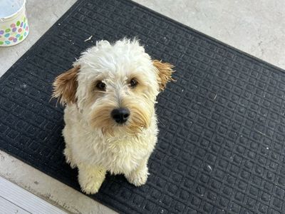 Adorable Mini Goldendoodle Puppy - Ready for a Loving Home!