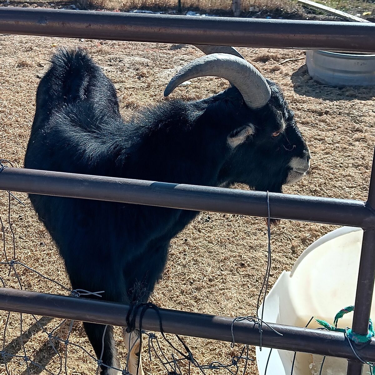 goat for sale