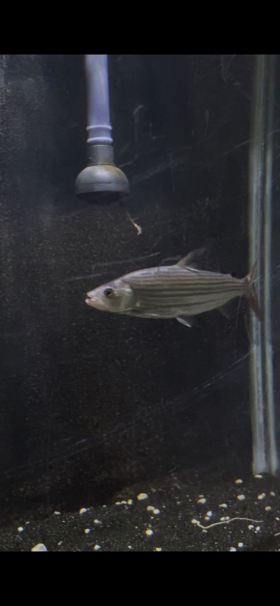 vittatus tiger fish