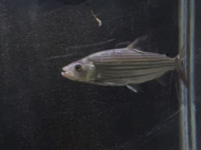 vittatus tiger fish