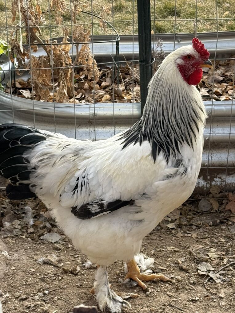 FREE Light Brahma Roster