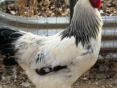 FREE Light Brahma Roster