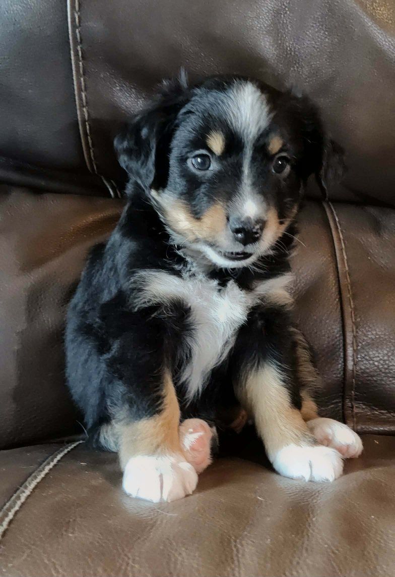 Registered Mini Australian Shepherds