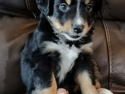 Registered Mini Australian Shepherds