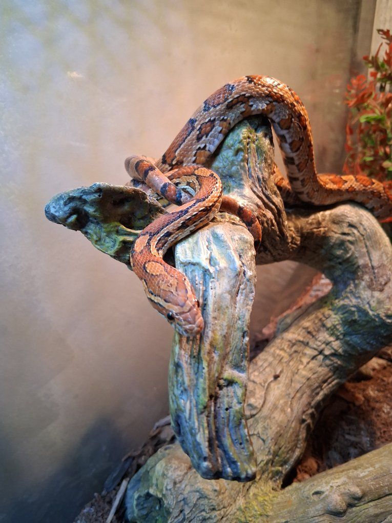 Corn Snake, two 55 gallon tanks, stand and all