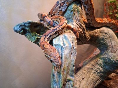 Corn Snake, two 55 gallon tanks, stand and all