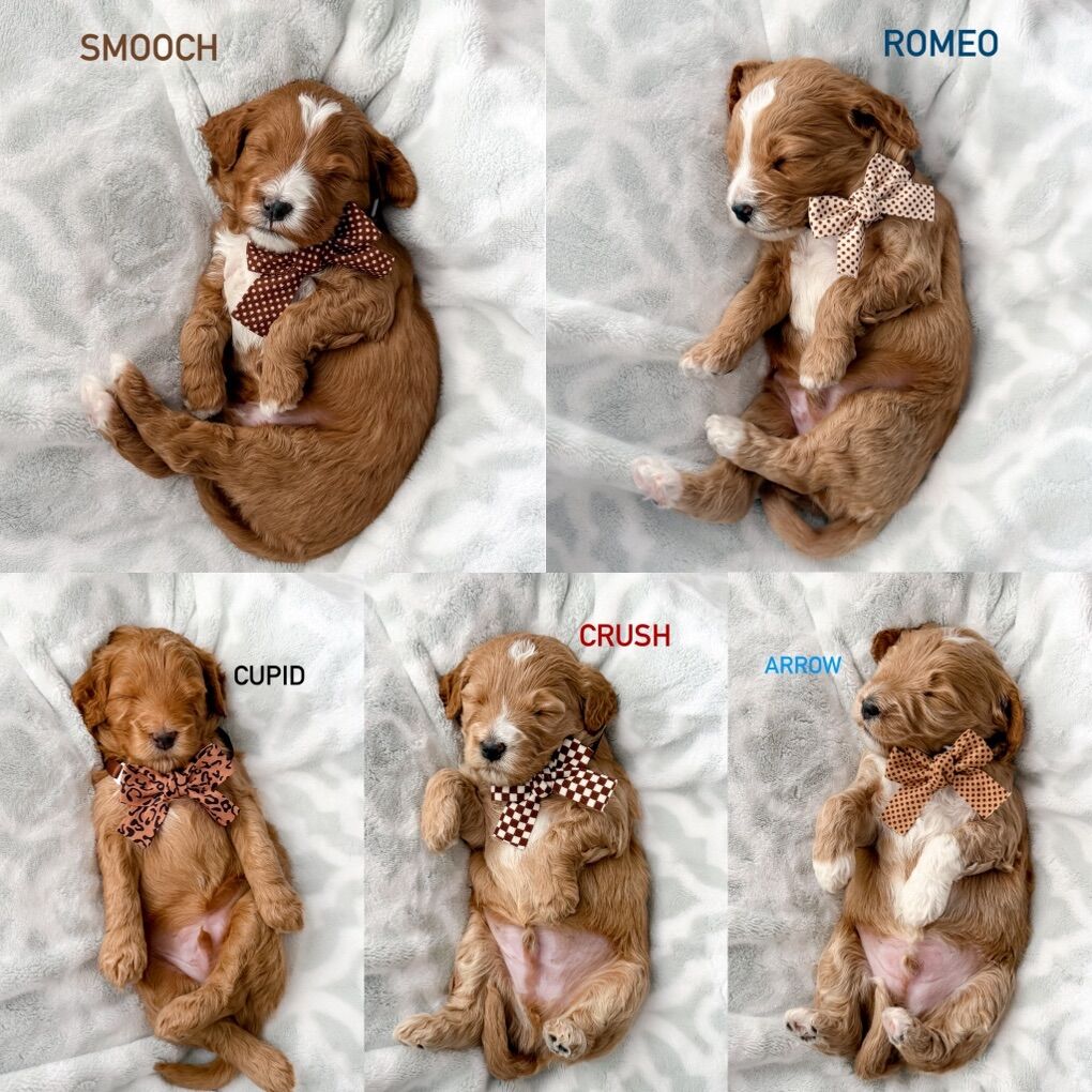 Mini Goldendoodles Ready March23