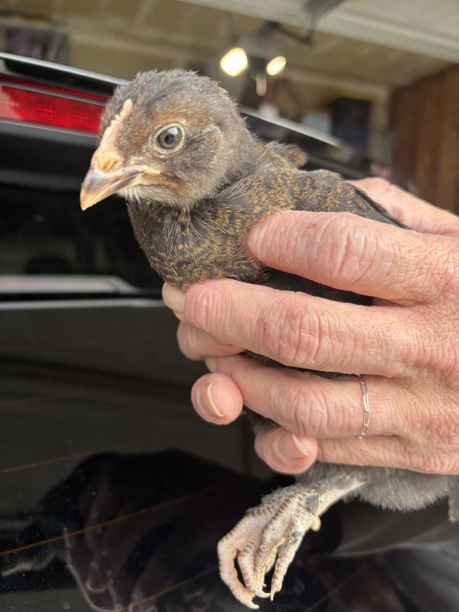 Coop Ready Olive Eggers Straight Run