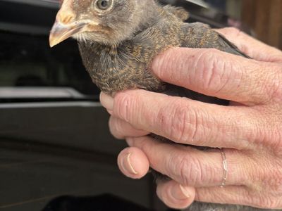 Coop Ready Olive Eggers Straight Run