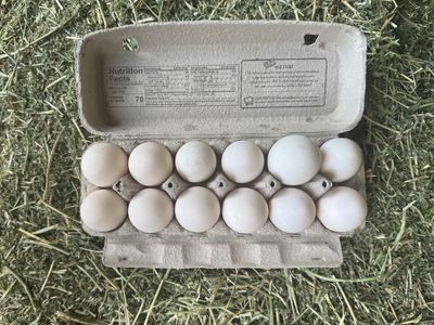 Fresh Duck Eggs Free Range By The Dozen