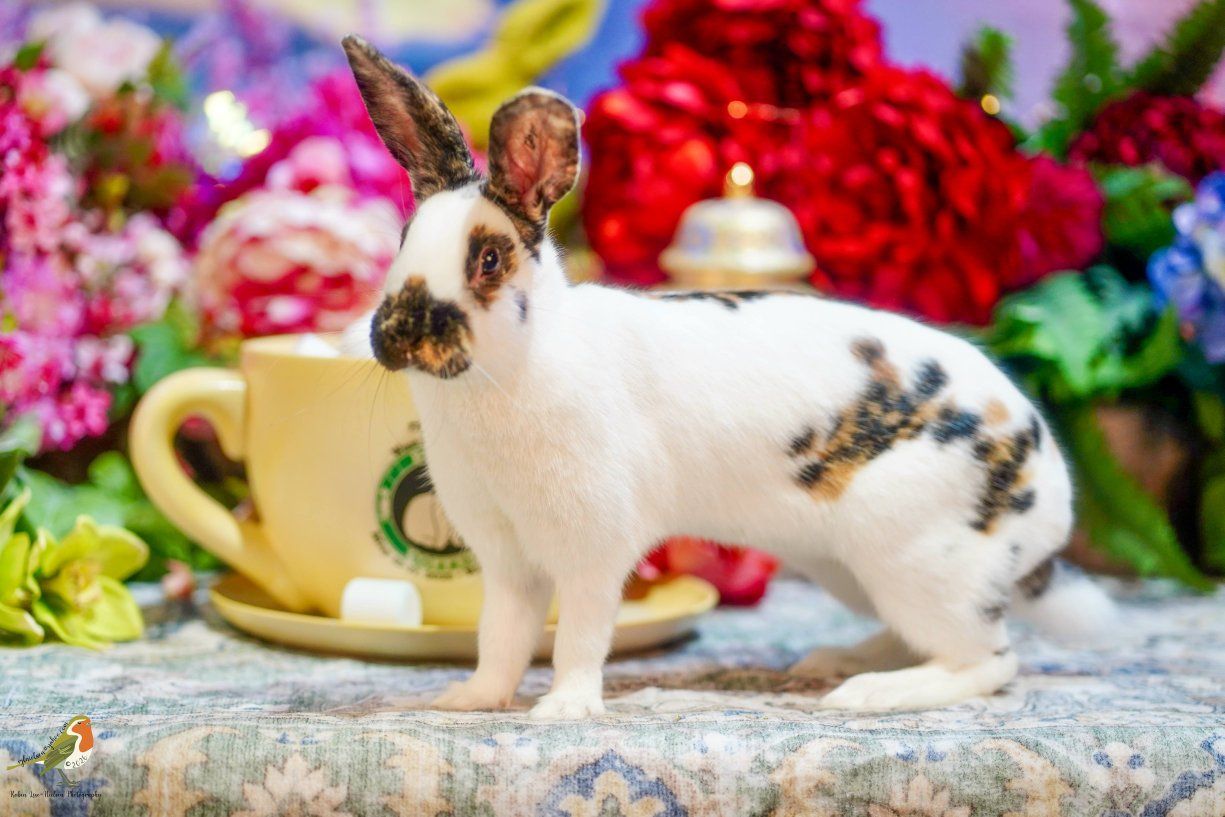 Black Marked Rhinelander Bunny Rabbit