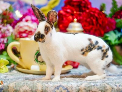 Black Marked Rhinelander Bunny Rabbit