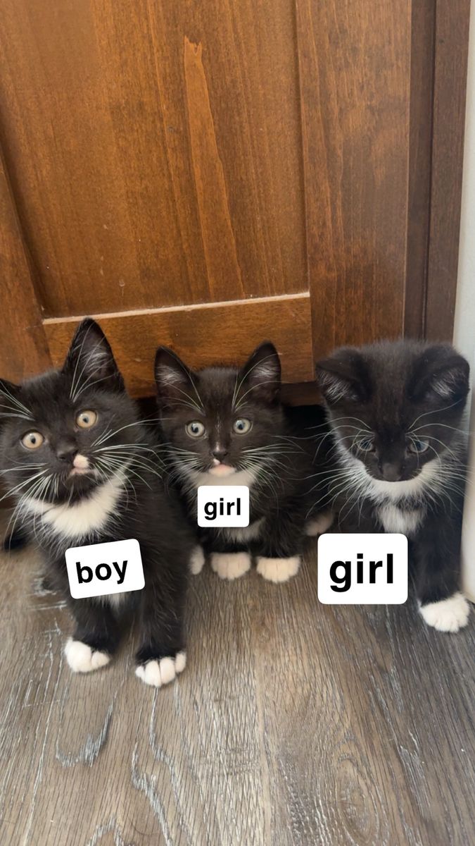 3 tuxedo kittens