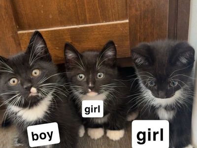 3 tuxedo kittens