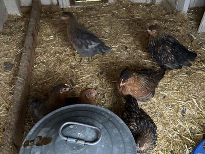Coop Ready Pullets