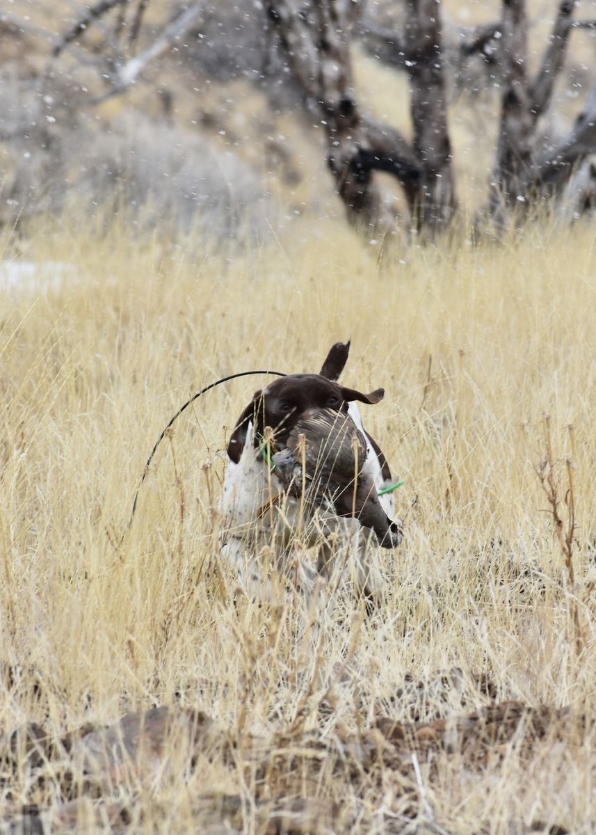 German Shorthair Pointer Stud
