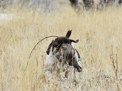 German Shorthair Pointer Stud