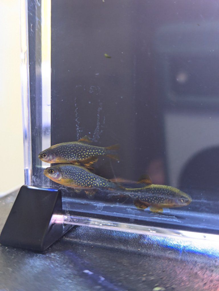 Local bred Celestial Pearl Danio aka Galaxy Rasbora