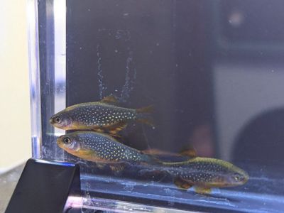 Local bred Celestial Pearl Danio aka Galaxy Rasbora
