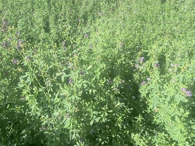 Pasture available NOW ! short term rental 3⁄4 acre fenced- Has Water!