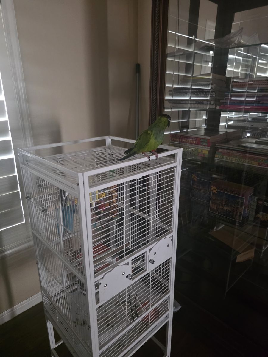 Nanday Parrot