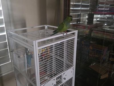 Nanday Parrot