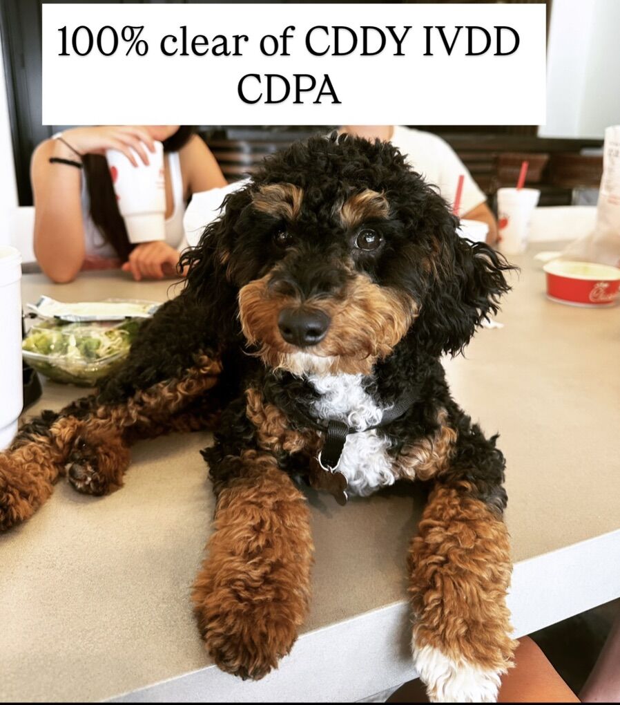 beautiful Tri Colored Mini Poodle StUd