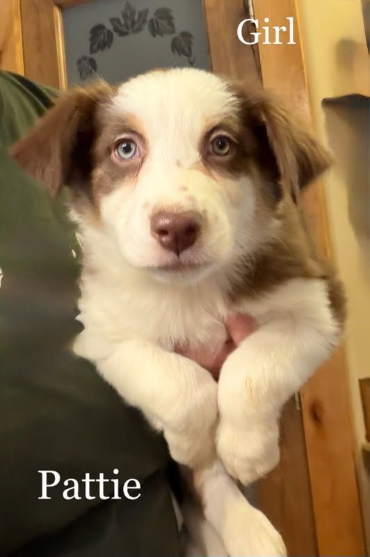 ASCA Purebred Australian Shepherd / Border Collie Puppies