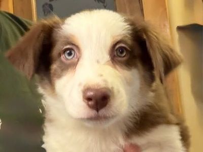ASCA Purebred Australian Shepherd / Border Collie Puppies
