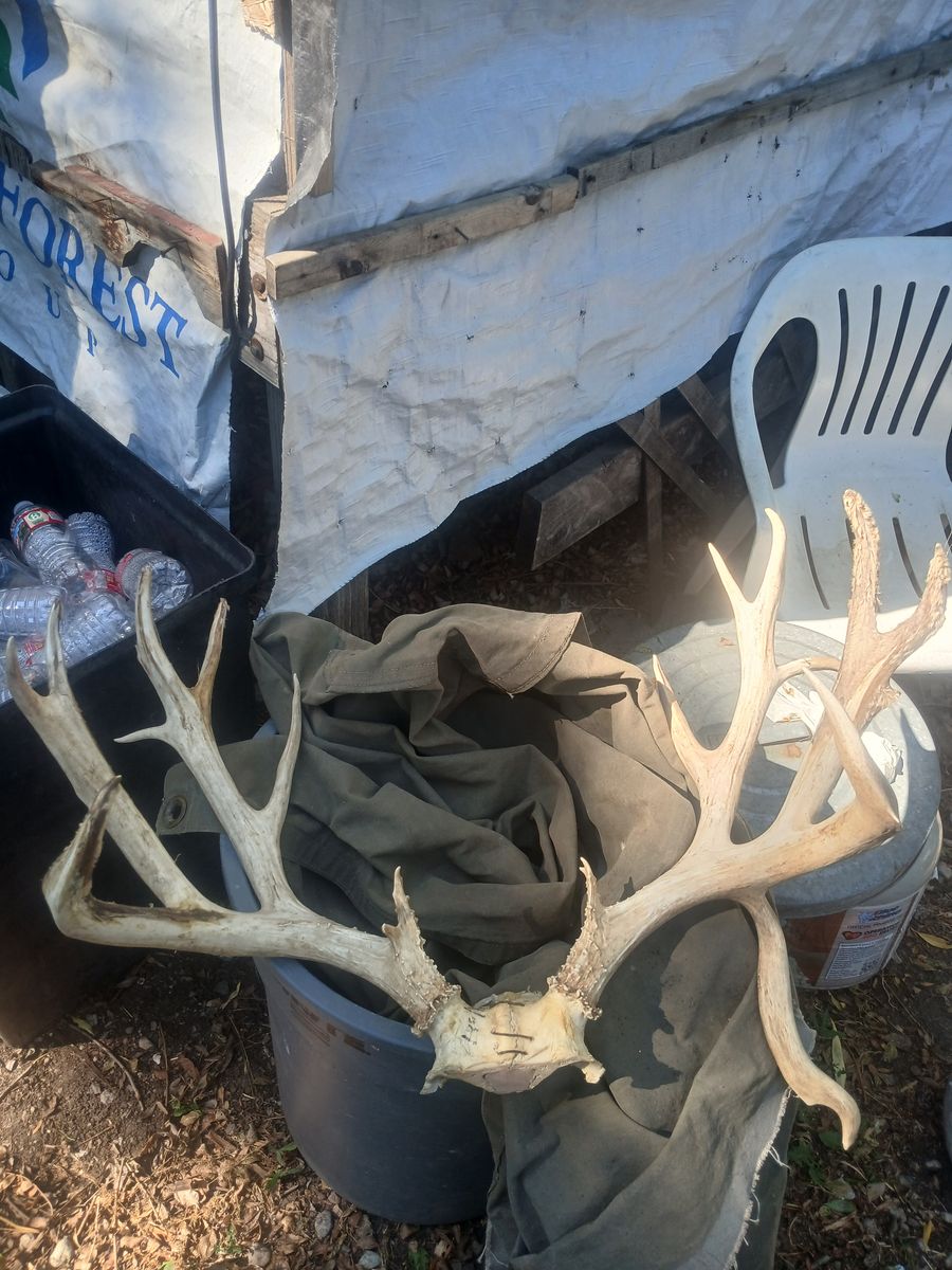 MONSTER 211 MULE DEER RACK WITH DROP