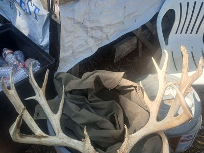 MONSTER 211 MULE DEER RACK WITH DROP