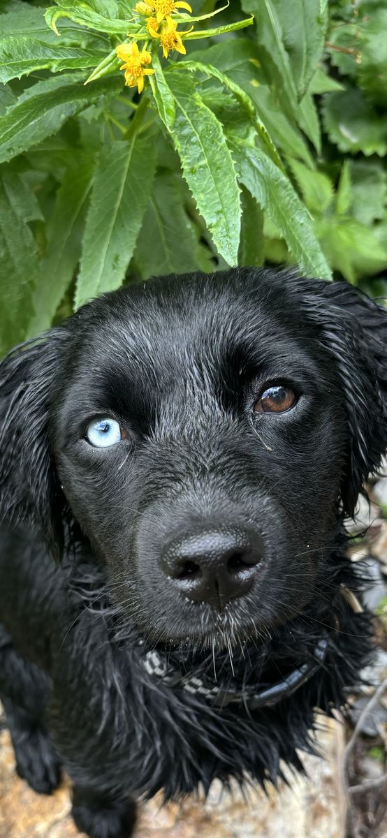 Mixed Aussie/Lab Herding Dog, “Roo”