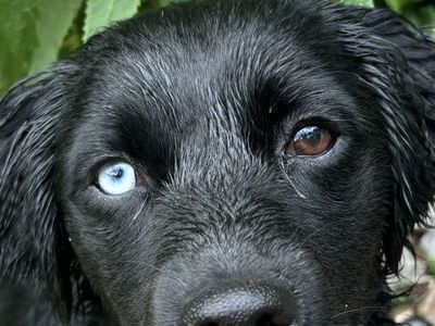 Mixed Aussie/Lab Herding Dog, “Roo”
