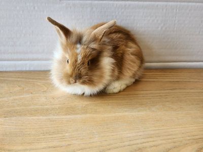 Lionhead baby bunnies super soft