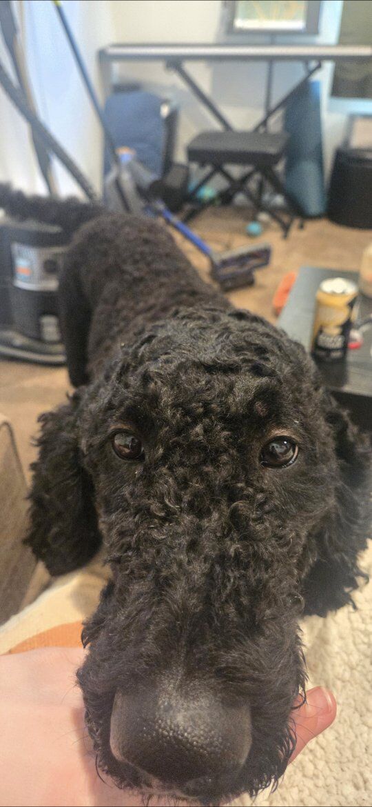 Aussie Labordoodle Puppies