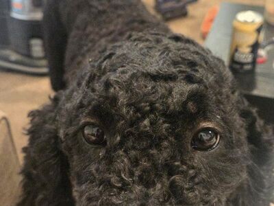 Aussie Labordoodle Puppies