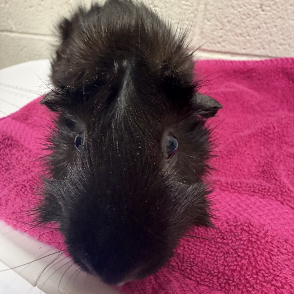 Hello my name is Chocolate