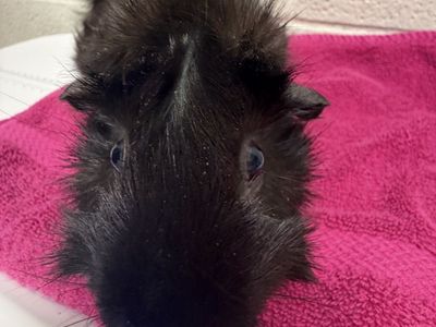 Hello my name is Chocolate