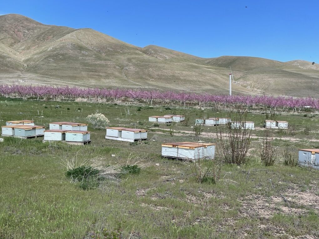 Local Beekeeper Seeking HIve Location