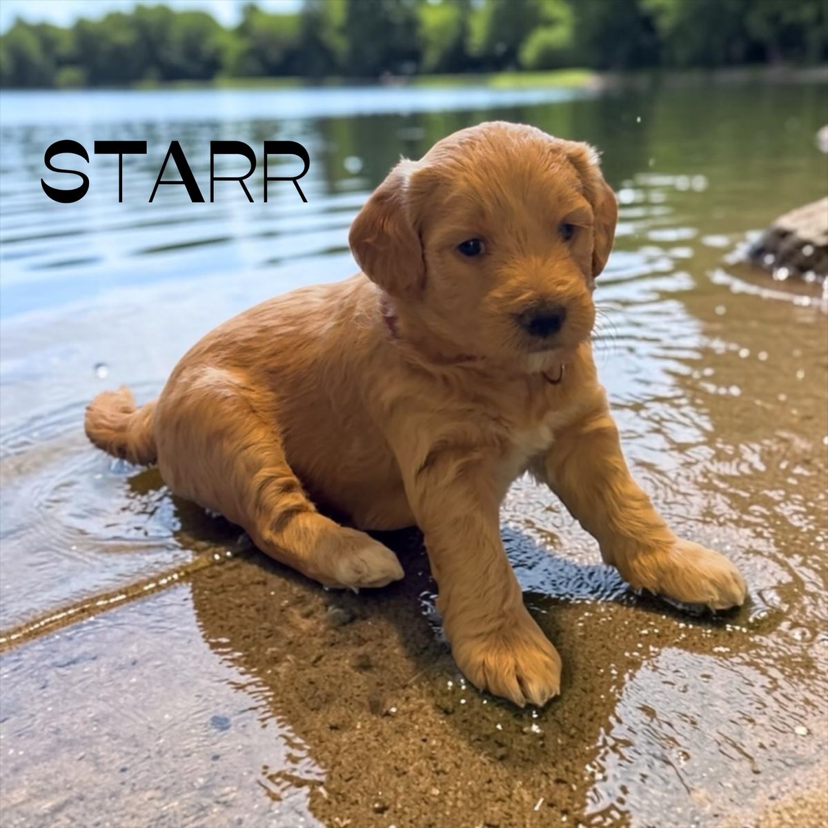 GORGEOUS F2B FEMALE MINI GOLDEN DOODLE PUPPIES!