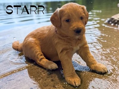 GORGEOUS F2B FEMALE MINI GOLDEN DOODLE PUPPIES!