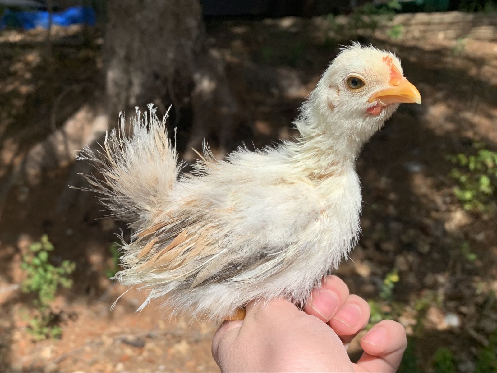 Silkied Serama Chick