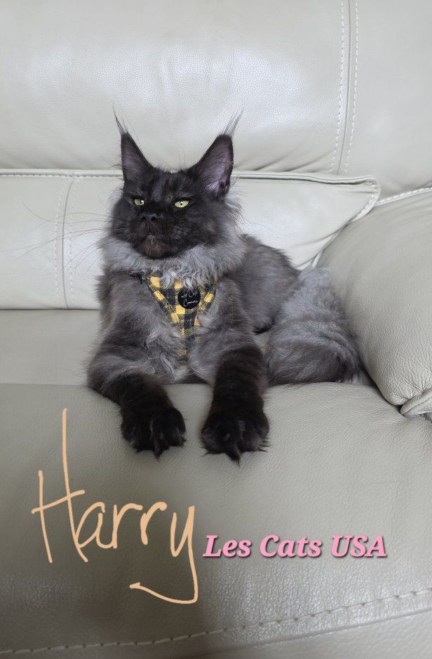Purebred Maine Coon Male, Harry