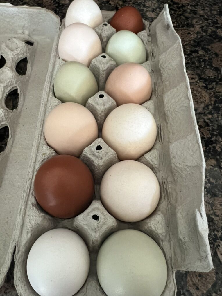 Fresh, Beautiful Eggs