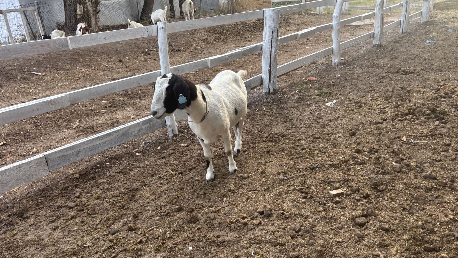 Jana is for sale; she is a triplet goat.