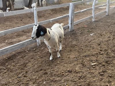 Jana is for sale; she is a triplet goat.