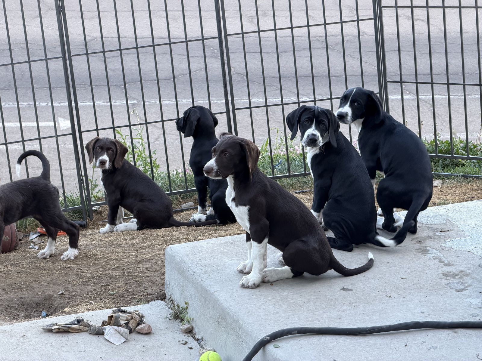 PUPPIES — MOUNTAIN POINTER - Built for Utah's Mountains!  ( GSP German Shorthair Pointer × Cross)
