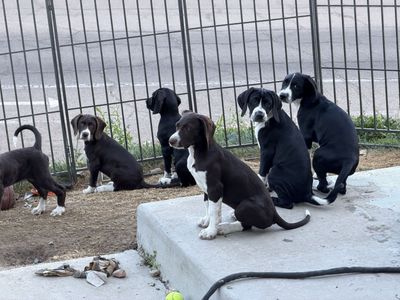 PUPPIES — MOUNTAIN POINTER - Built for Utah's Mountains! ( GSP German Shorthair Pointer × Cross)
